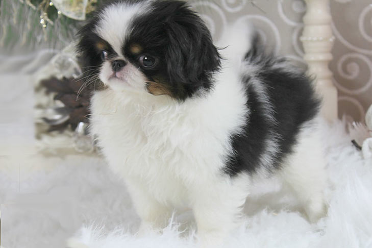 Young Japanese Chin standing in three-quarter view