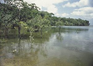 Japurá River.jpg
