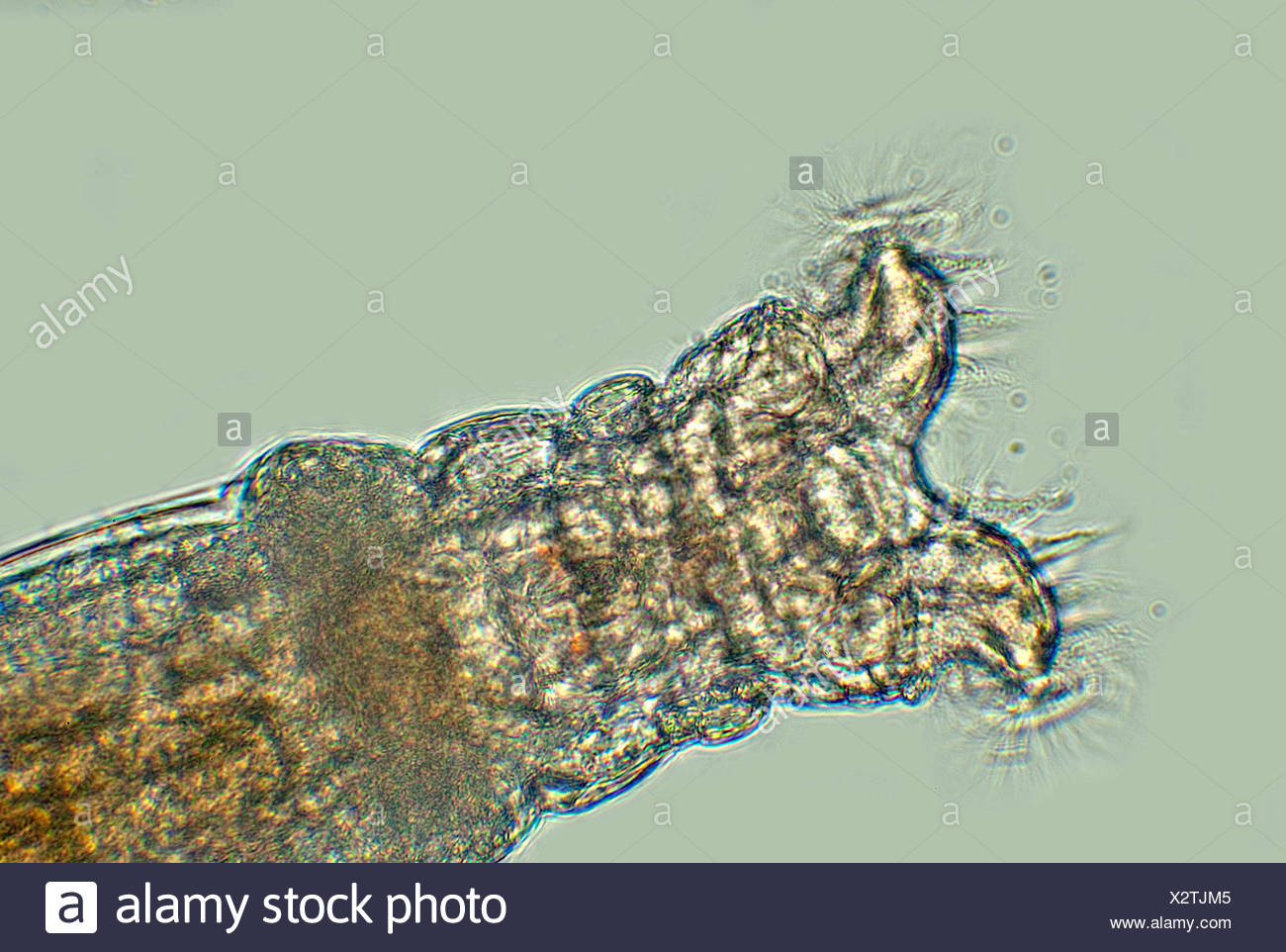 Collotheca rotifer, feeding on bacteria with extended cilla, a jaw-like  device for grinding food particles, common bdelloid rotifer found in bird  bath