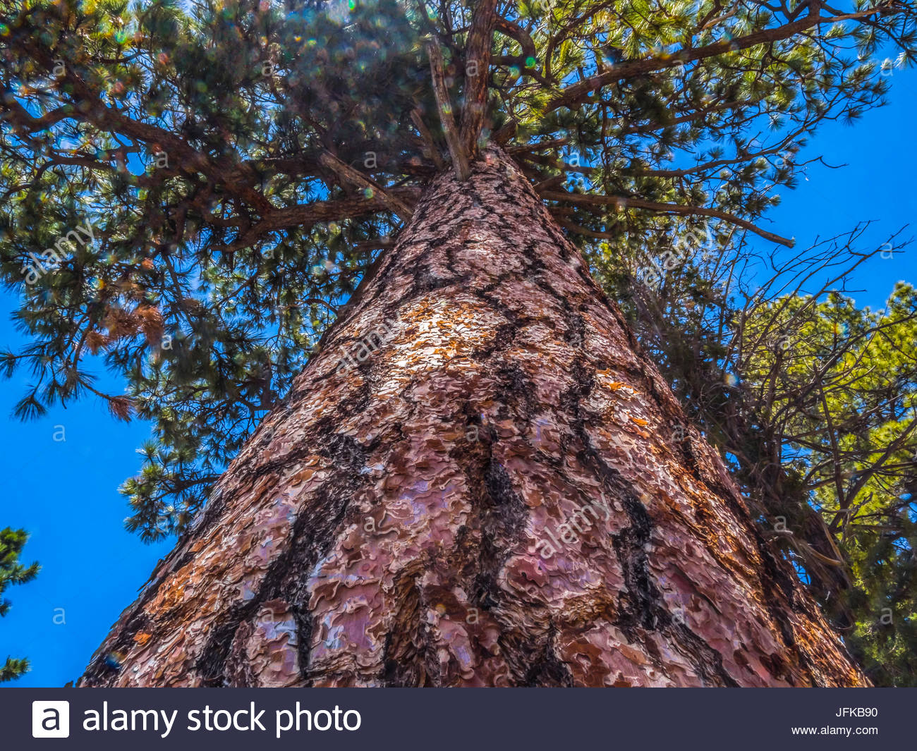 jeffrey pine tree