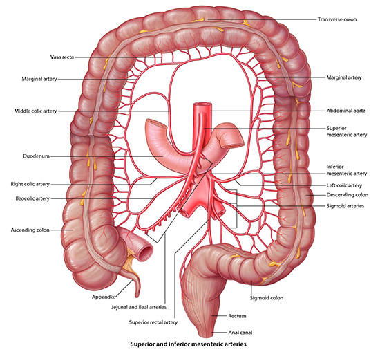 We can now look at the superior mesenteric artery which feeds the midgut  organs.