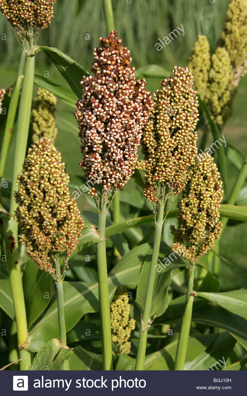 Durra, Sorghum, Jowar or Kafir Corn, Sorghum bicolor, Poaceae. Aka Indian  Millet, African Millet, Guinea Corn and Kaffir Corn.