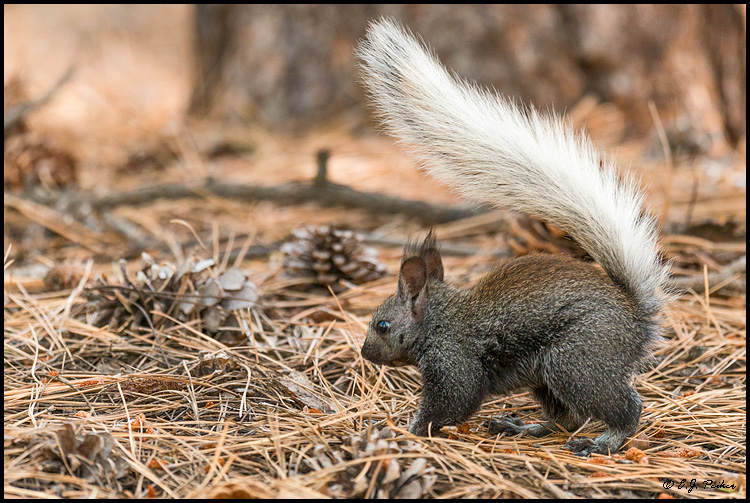 Famous Kaibab White-Tailed Squirrel
