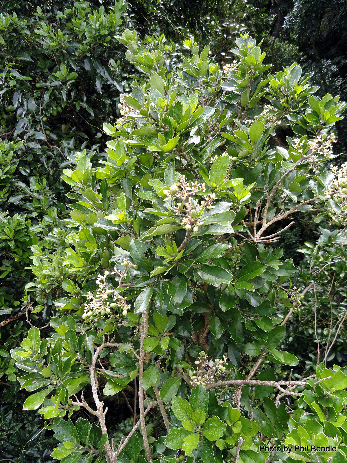 Pennantia corymbosa (Kaikomako)