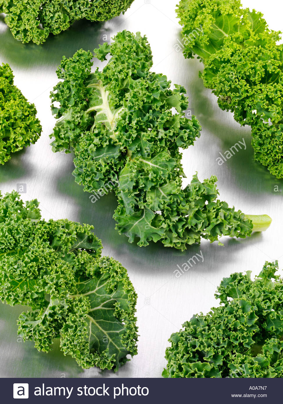 CURLY KALE LEAVES - Stock Image