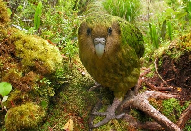 The Creature Feature: 10 Fun Facts About the Kakapo