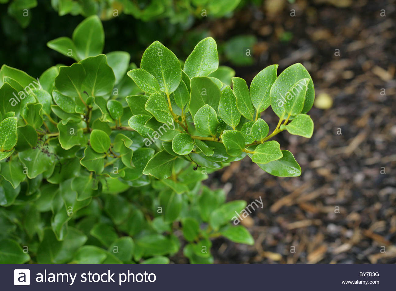 Nueva Zelandia, o Kapuka Papauma latifoliados, Griselinia littoralis,  Griseliniaceae, Nueva Zelanda.
