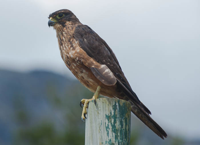 New Zealand Falcon, Karearea