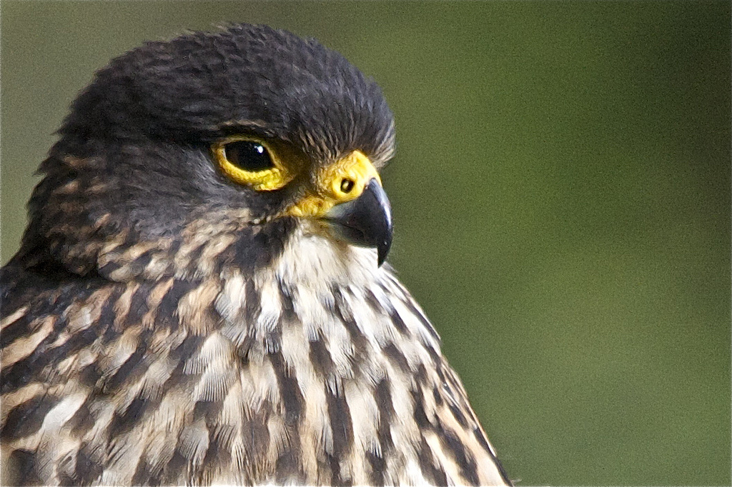 Karearea - New Zealand Falcon - Falco novaeseelandiae | by Steve Attwood