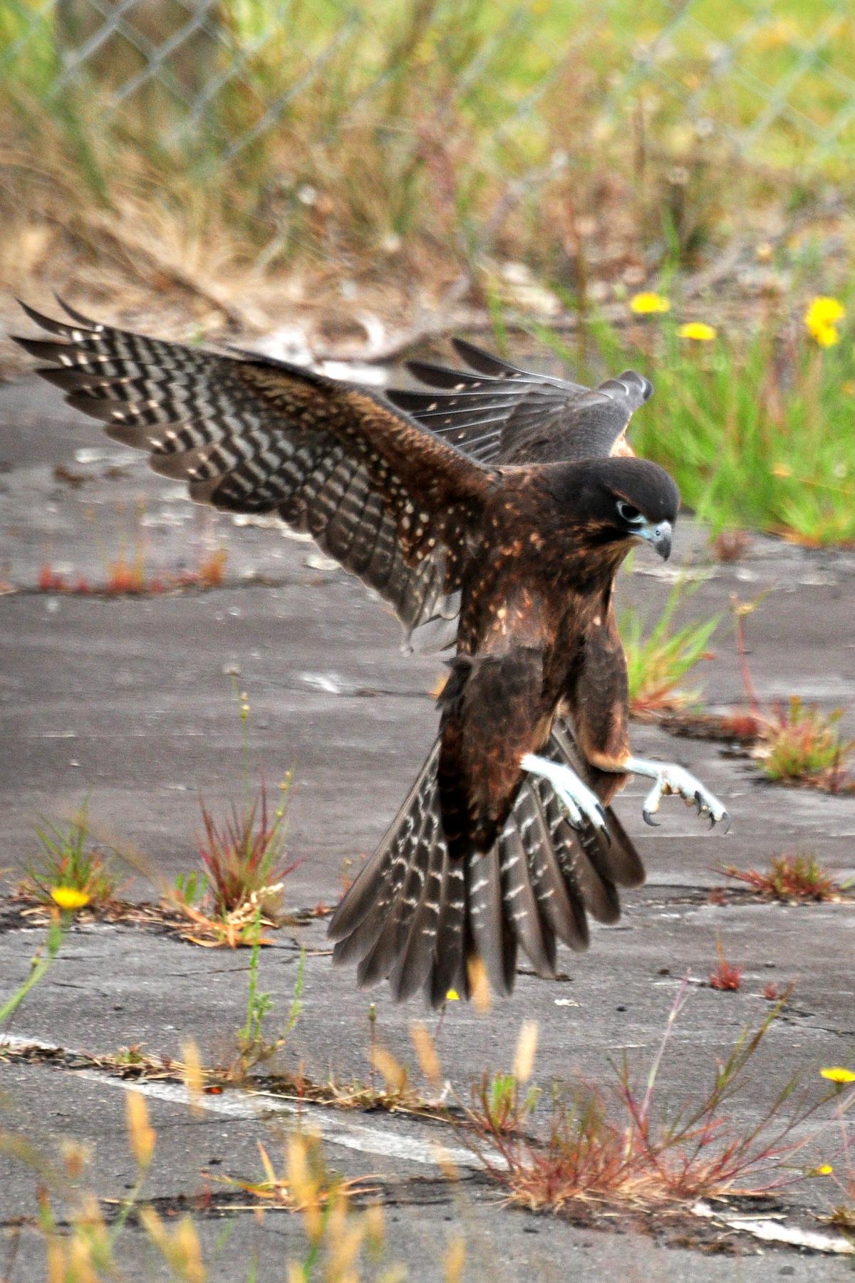 Image © Ormond Torr; New Zealand falcon. Juvenile landing. Ohakune,  January 2013.