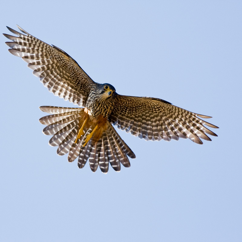 The New Zealand Falcon Or Karearea