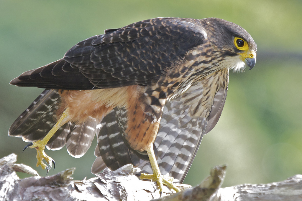 Karearea (male) - Falco novaeseelandiae | by Steve Attwood