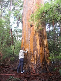 Other Well-known Karri Trees
