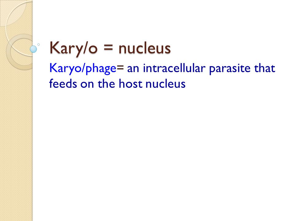 61 Karyo/phage=