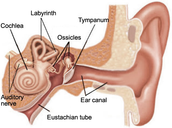 Labyrinth - inner ear