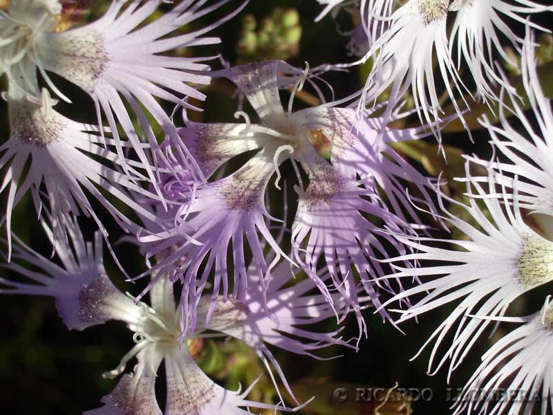 lacinias como D. hyssopifolius subsp. hyssopifolius. Además, ésta  última es de color rosado o blanco, pero nunca púrpura como en el caso de  la primera.