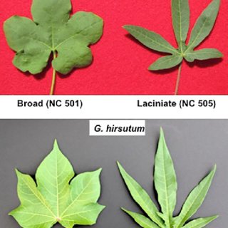 Leaf shape phenotypes of diploid cotton (Gossypium arboreum ) and  tetraploid upland cotton (G