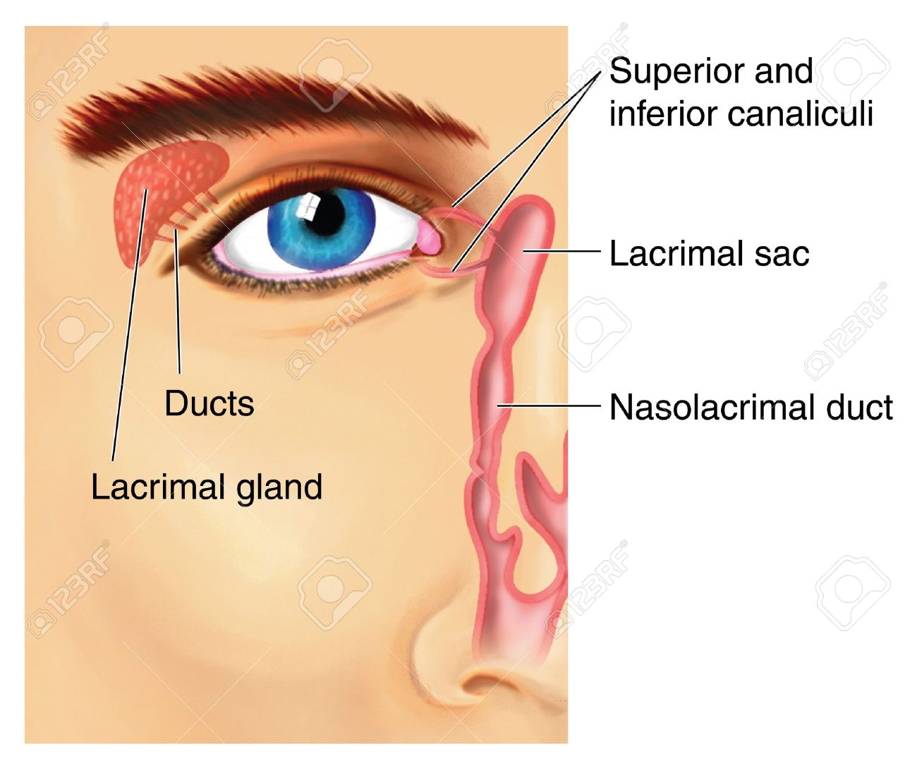 Drawing to show the lacrimal apparatus, with the lacrimal gland producing  fluid that crosses the