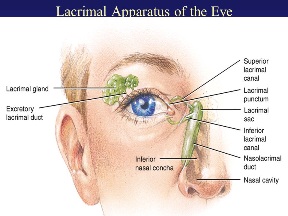 lacrimal apparatus