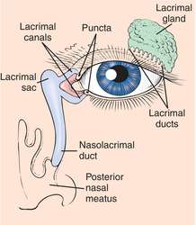 Lacrimal apparatus | definition of lacrimal apparatus by Medical dictionary