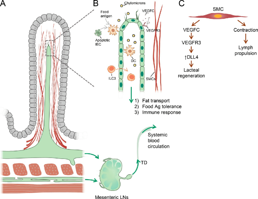 (A) Intestinal lacteals are positioned in the middle of intestinal villi.  Smooth muscle cells in the villi are closely associated with lacteals,
