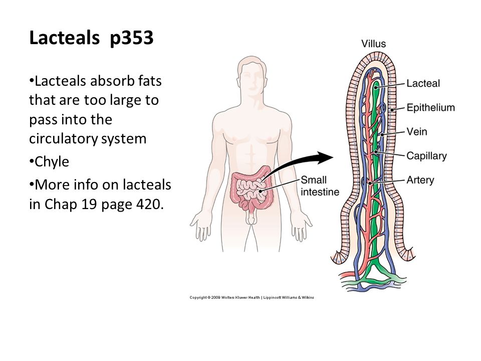 12 Lacteals p353 Lacteals absorb fats that are too large to pass into the  circulatory system Chyle More info on lacteals in Chap 19 page 420.