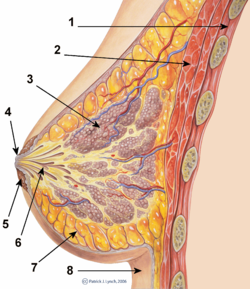 Lactiferous duct. Breast anatomy normal scheme.png