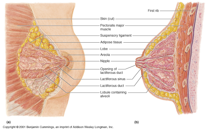mammary glands - The accessory reproductive glands of the female which  produce and secrete colostrum (briefly) and milk to nourish the growing  infant;