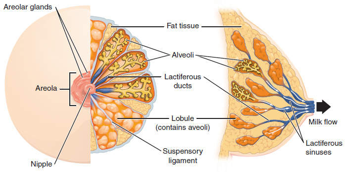 This figure shows the anatomy of the breast. The left panel shows the front  view