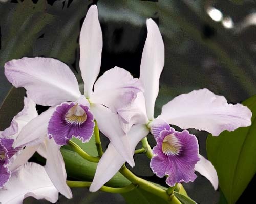 Curiosidad sobre la orquídea Laelia
