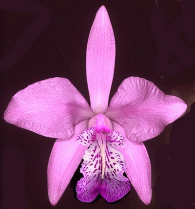 Hay aquí orquídeas mejicanas con una única especie: