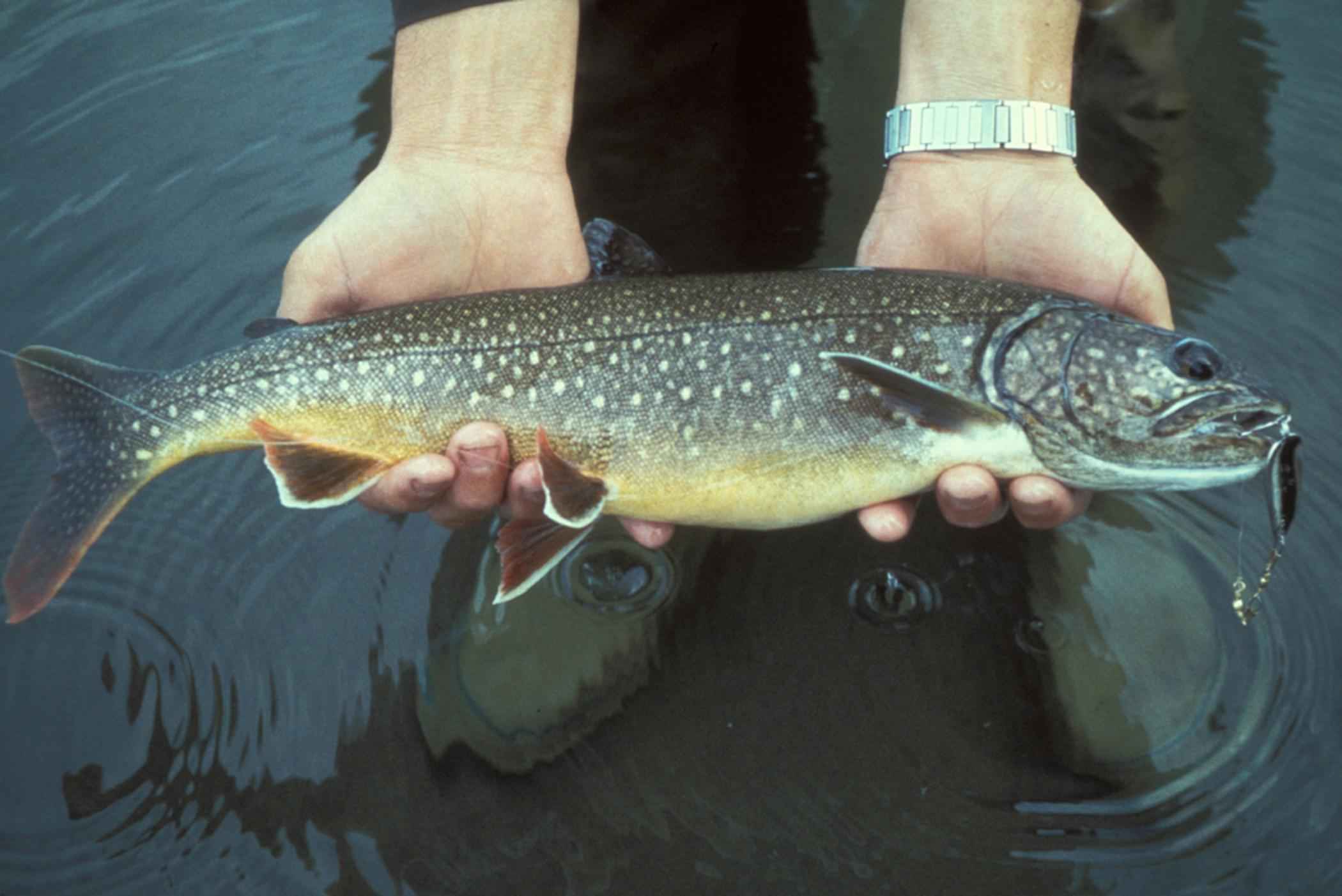 A lake trout in spawning dress.