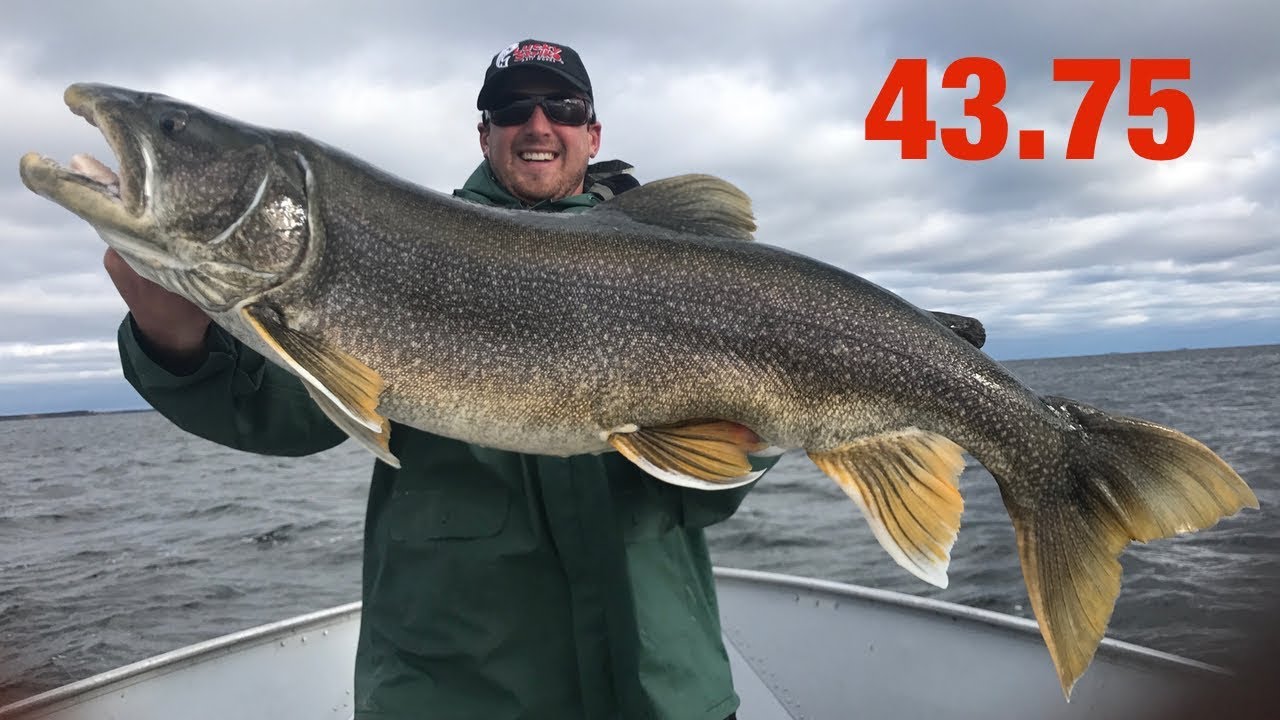 Giant Fall Lake Trout (Shallow Water Trolling)