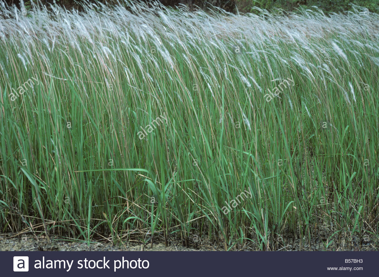 Cogongrass or lalang Imperata cylindrica seeding flower spikes Malaysia