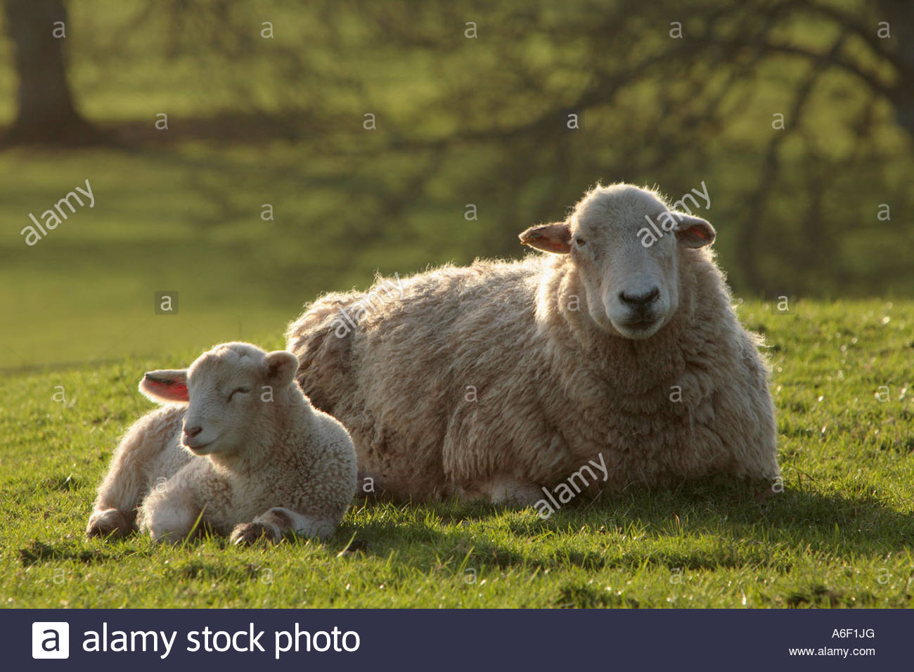 Sheep and Lamb lying down