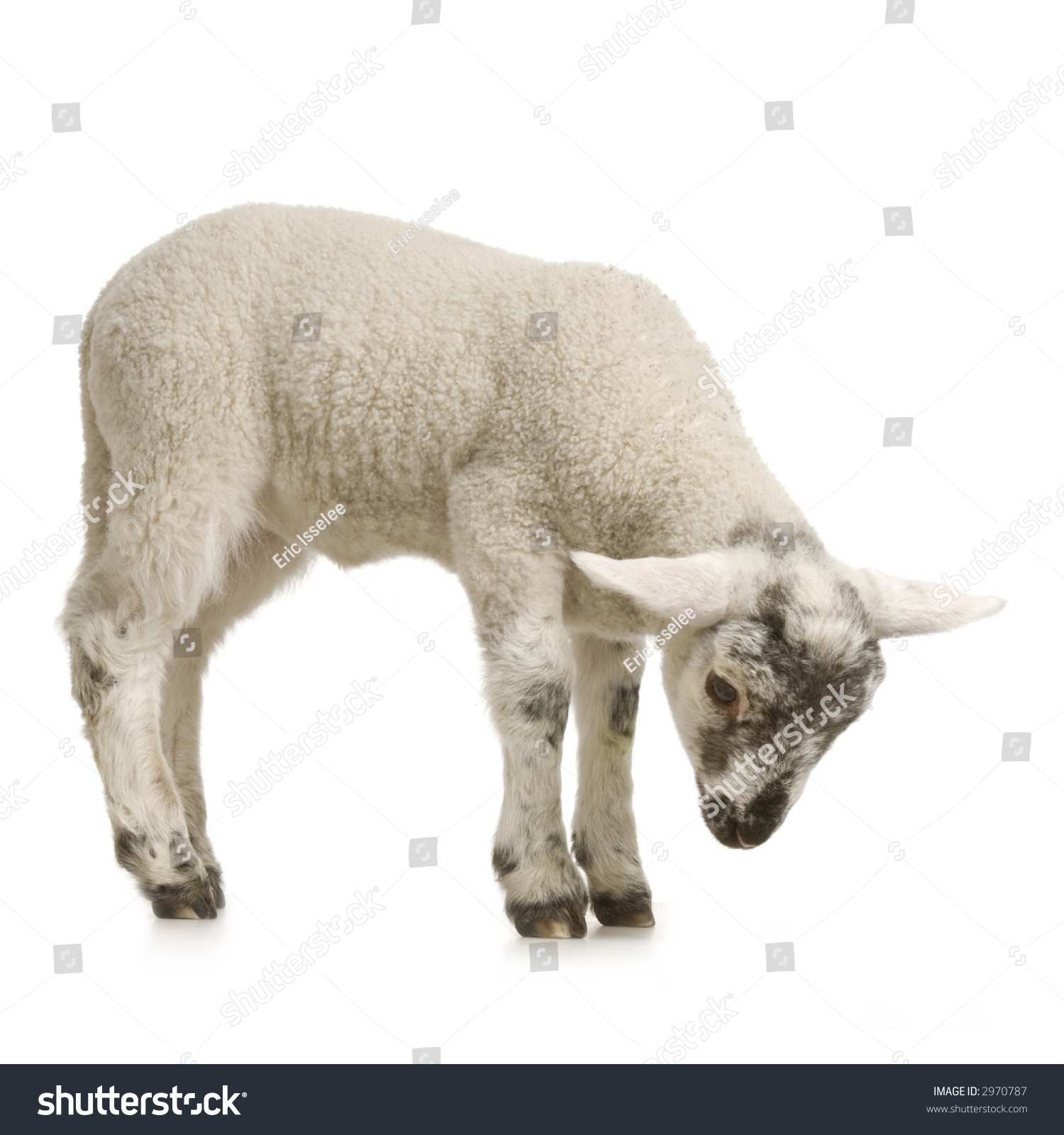 Lamb looking down, isolated on a white background