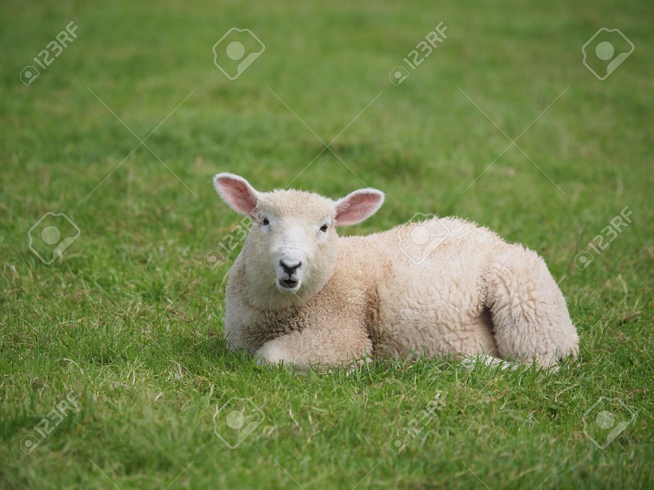 Cute lamb lying down in meadow Stock Photo - 14894506
