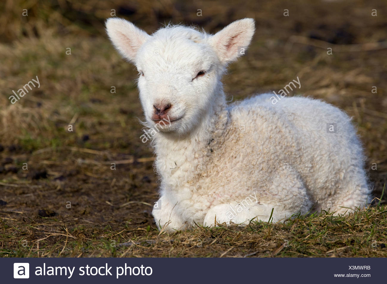 Lamb, Paschal Lamb, lying down, North Friesland, Germany, Europe - Stock