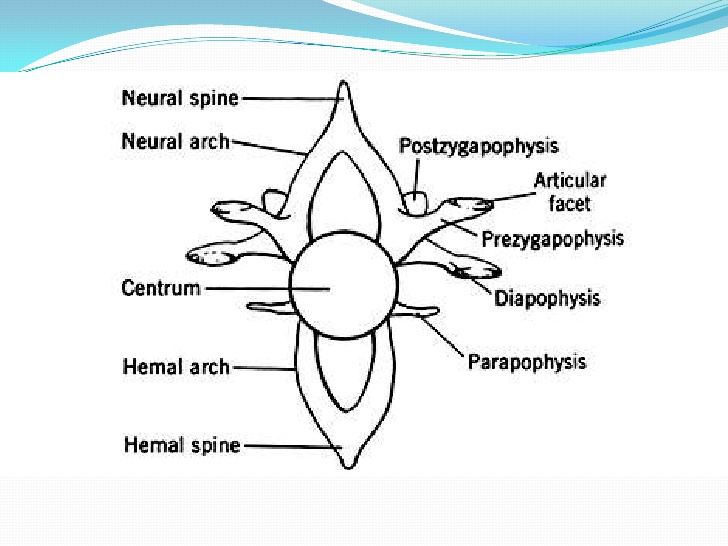 vertebrae; 3.  Neural spine
